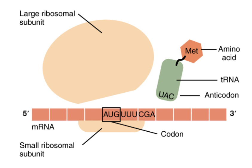 <ul><li><p><span style="background-color: transparent; font-family: "Proxima Nova", sans-serif;"><span>Small ribosomal subunit binds to mRNA and an initiator tRNA</span></span></p></li><li><p><span style="background-color: transparent; font-family: "Proxima Nova", sans-serif;"><span>Then the large ribosomal subunit attaches</span></span></p></li></ul><p></p>