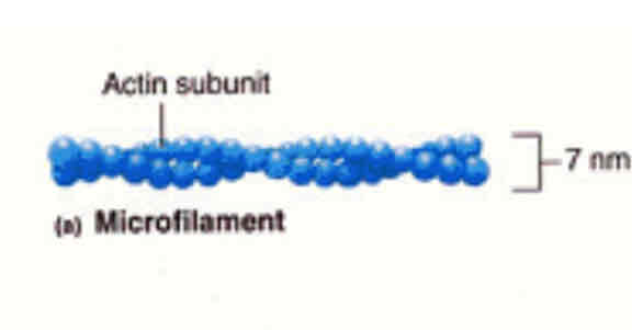 <ul><li><p>Thin strands of actin-7-8nm diameter.</p></li><li><p>10-30% of total cell volume </p></li><li><p>Clustered around the inner surface of the phospholipid membrane.</p></li><li><p>Contains two globular actin monomers, packed into a tight helix </p><p>SUPPORTS CELL BUT IS INVOLVED IN MOVEMENT TOO </p></li></ul>