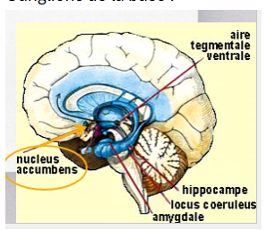 <ul><li><p>Striatum</p></li><li><p>Noyau accumbens : </p><ul><li><p>Permet, avec d’autres régions, de donner une valeur gratifiante ou aversive d’un stimulus (ex : je suis dégouté, ecq j’aime ça, je veux aller vers?) **RÉPONSE RAPIDE (ex : dans inside out, Riley qui a une aversion pour le broccoli)</p></li><li><p>Impliqué dans le contrôle de nos motivations </p></li></ul></li></ul><p></p>