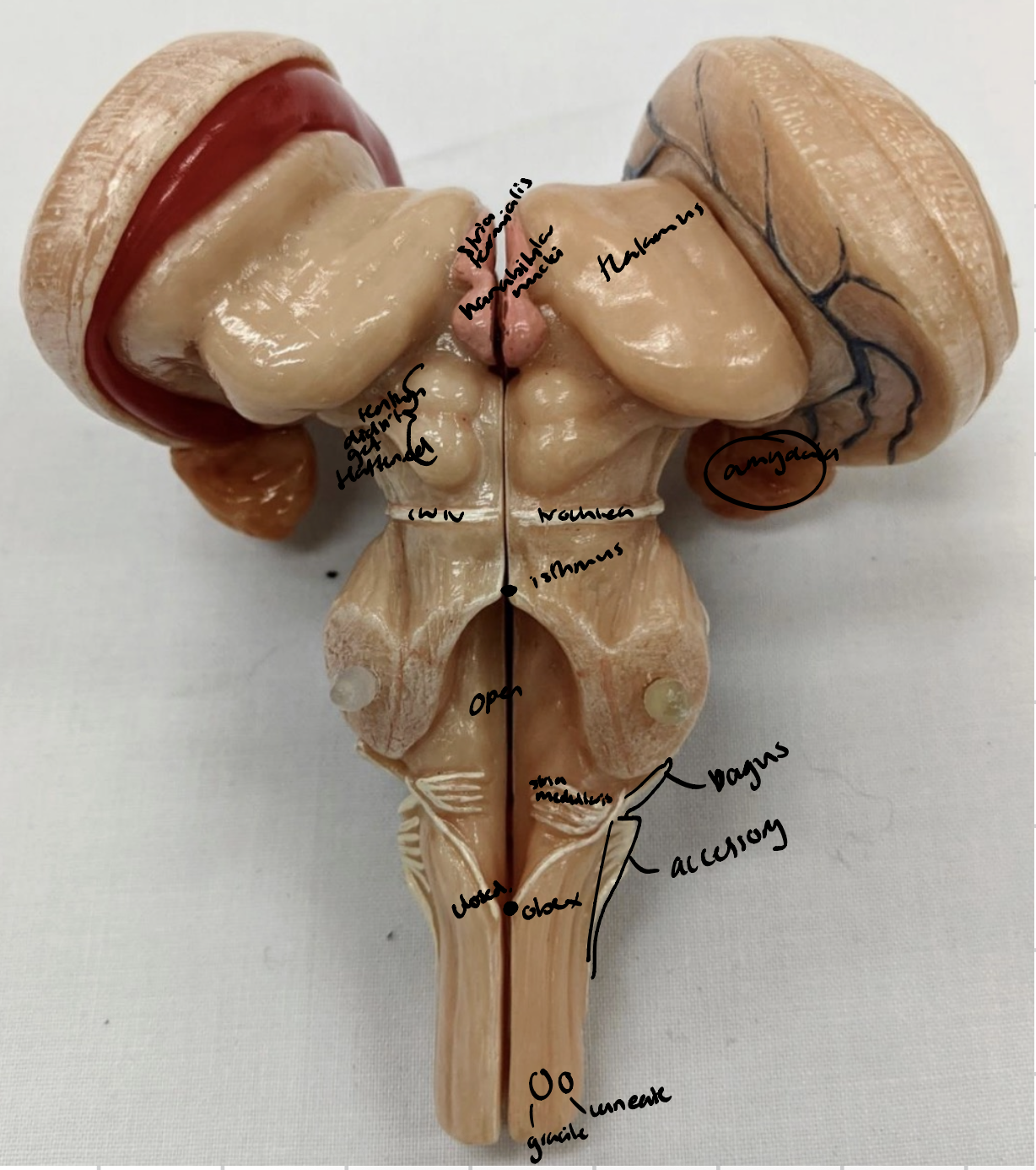 knowt flashcard image