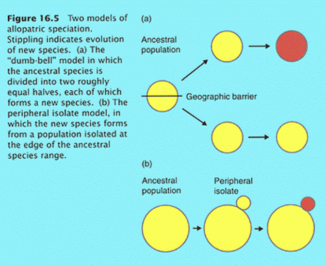 <p>-Formation of new species</p><p>-Main way in plants is allopathic speciation: Species form in different areas</p><p>-Two separate models: Vicariance model (top) and Dispersal model (bottom)</p><p>-Ex of Vicariance model: Geographic range of a species is split by barrier, and two isolated sub populations evolve separately</p>