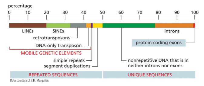 <ul><li><p><span style="color: rgb(123, 215, 255);"><strong>Repeated sequences:</strong> </span>~50% of genome is repetitive DNA</p><ul><li><p>Mobile genetic elements: transposons (TEs)</p><ul><li><p>can move places</p></li><li><p>copies itself and gets stuck</p></li><li><p>can also create novel genes</p></li></ul></li></ul></li><li><p><span style="color: rgb(135, 216, 255);"><strong>Unique sequences:</strong></span> Less an 1% encodes protein — <span style="color: yellow;"><strong><em>exons</em></strong></span></p><ul><li><p>introns</p></li><li><p>other non repetitive DNA used for regulation — intergenic DNA</p></li></ul></li></ul><p></p>