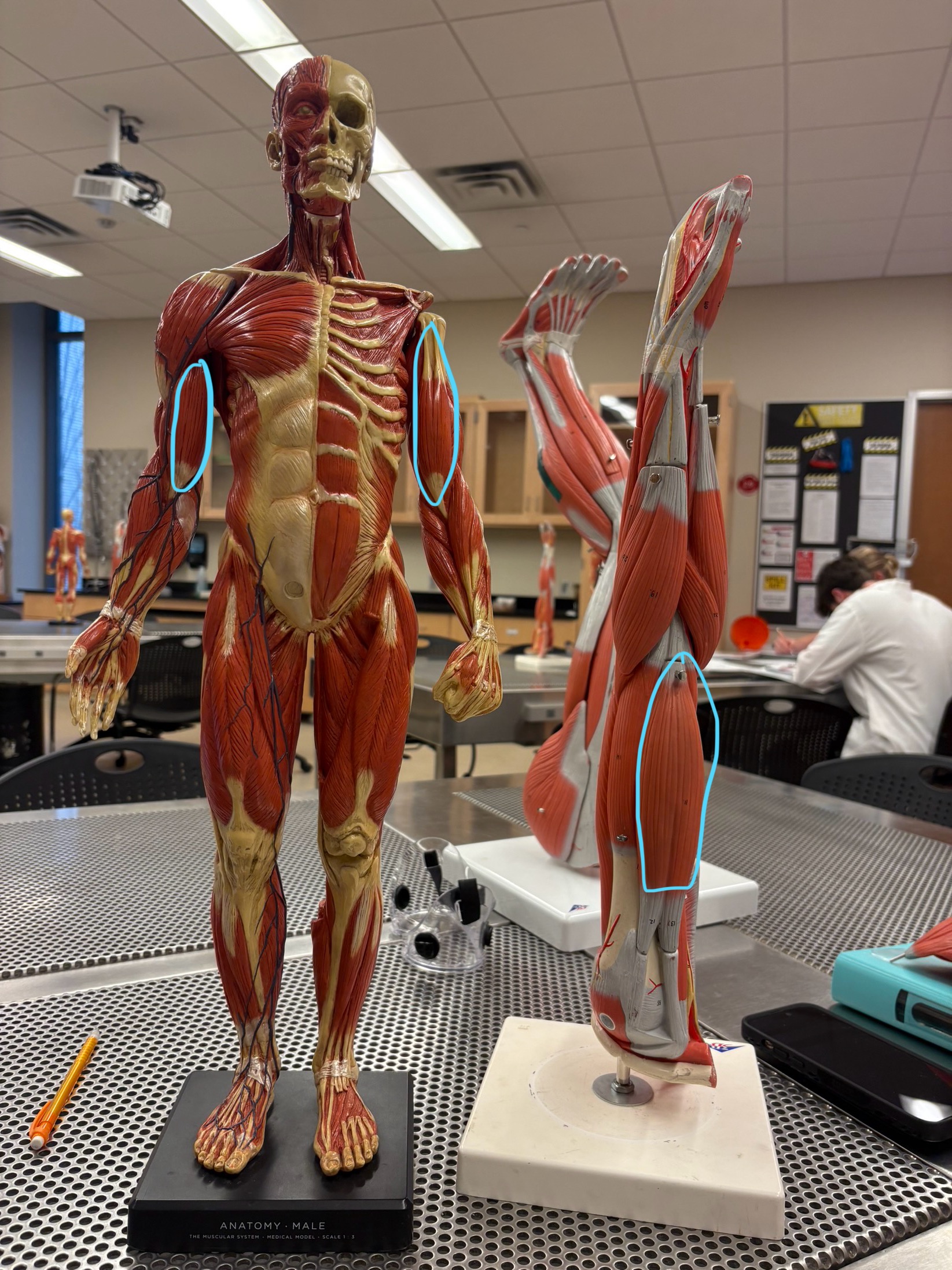 knowt flashcard image