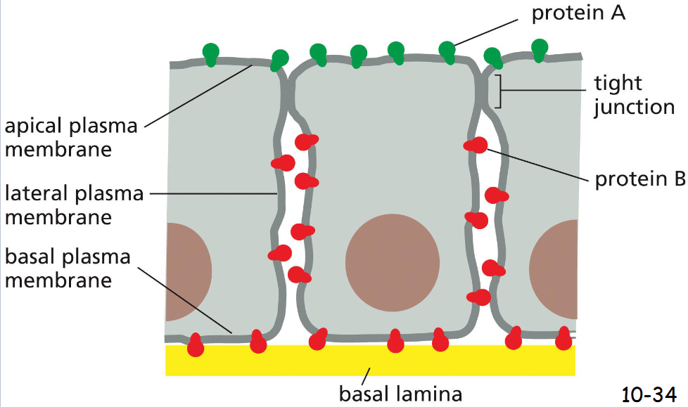 <p>can confine proteins and lipids to specific domains within a membrane</p><p>In epithelial cells that line the gut or the tubules of the kidney, proteins are confined to the apical or lateral and basal surfaces due to tight junction</p>