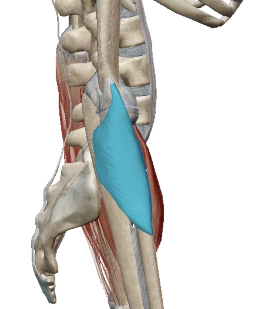 <p>Identify this muscle</p>