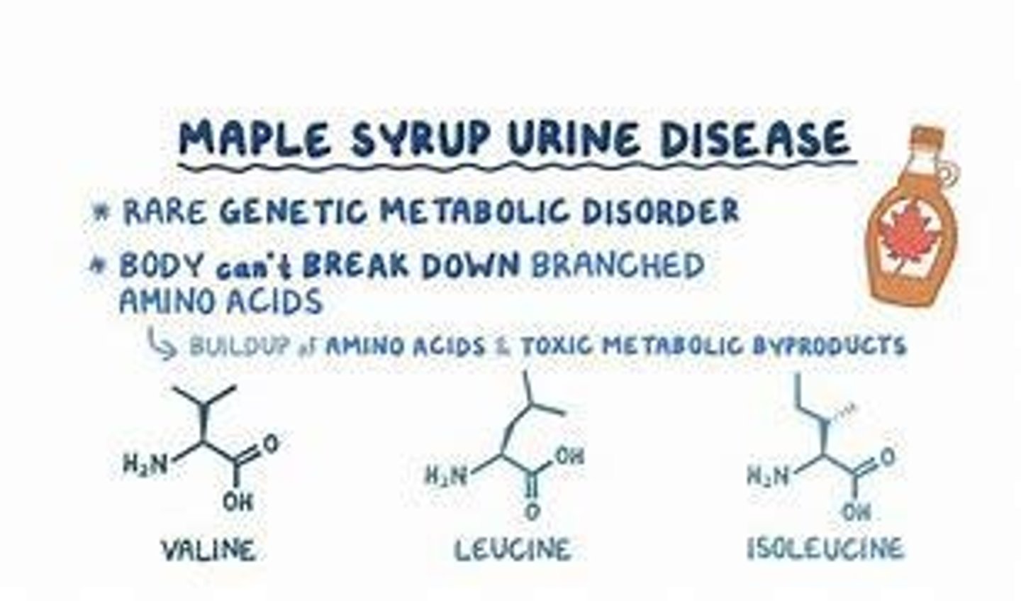 <p>Inability to metabolize leucine, isoleucine, and valine due to branched-chain α-ketoacid dehydrogenase deficiency.</p>