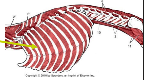 <p>Notera fiberriktningen, O, I, F</p>