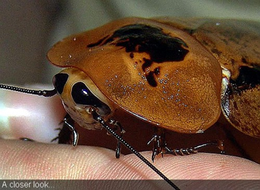 <ul><li><p>cockroaches</p></li><li><p>not monophyletic</p></li><li><p><span>Dorso-ventrally flattened</span></p></li><li><p><span>Expanded pro-thorax shield</span></p></li><li><p><span>Most herbivorous or omnivorous. Some detritivores on dead wood.</span></p></li><li><p><span>Closely related to mantises</span></p></li><li><p><span>Only a few enter human dwellings</span></p></li></ul><p></p>