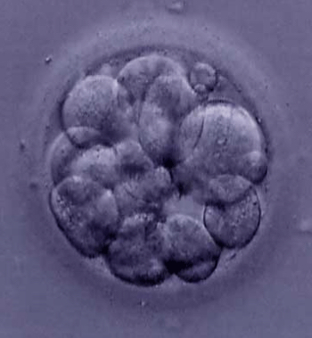 <p>zygote divides several times into itself, forming the morula (Latin for mulberry)</p><ul><li><p>stays the same volume but divides into itself, forming smaller cells</p></li></ul>