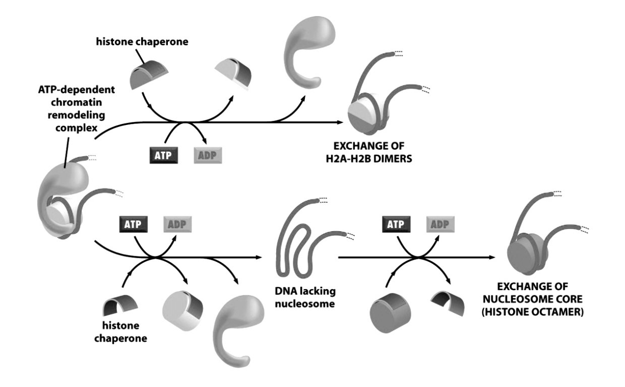 <ul><li><p>an exchange of histone types or reprogramming of epigenetic marks </p><ul><li><p>e.g histone modifications</p></li></ul></li></ul><p></p>