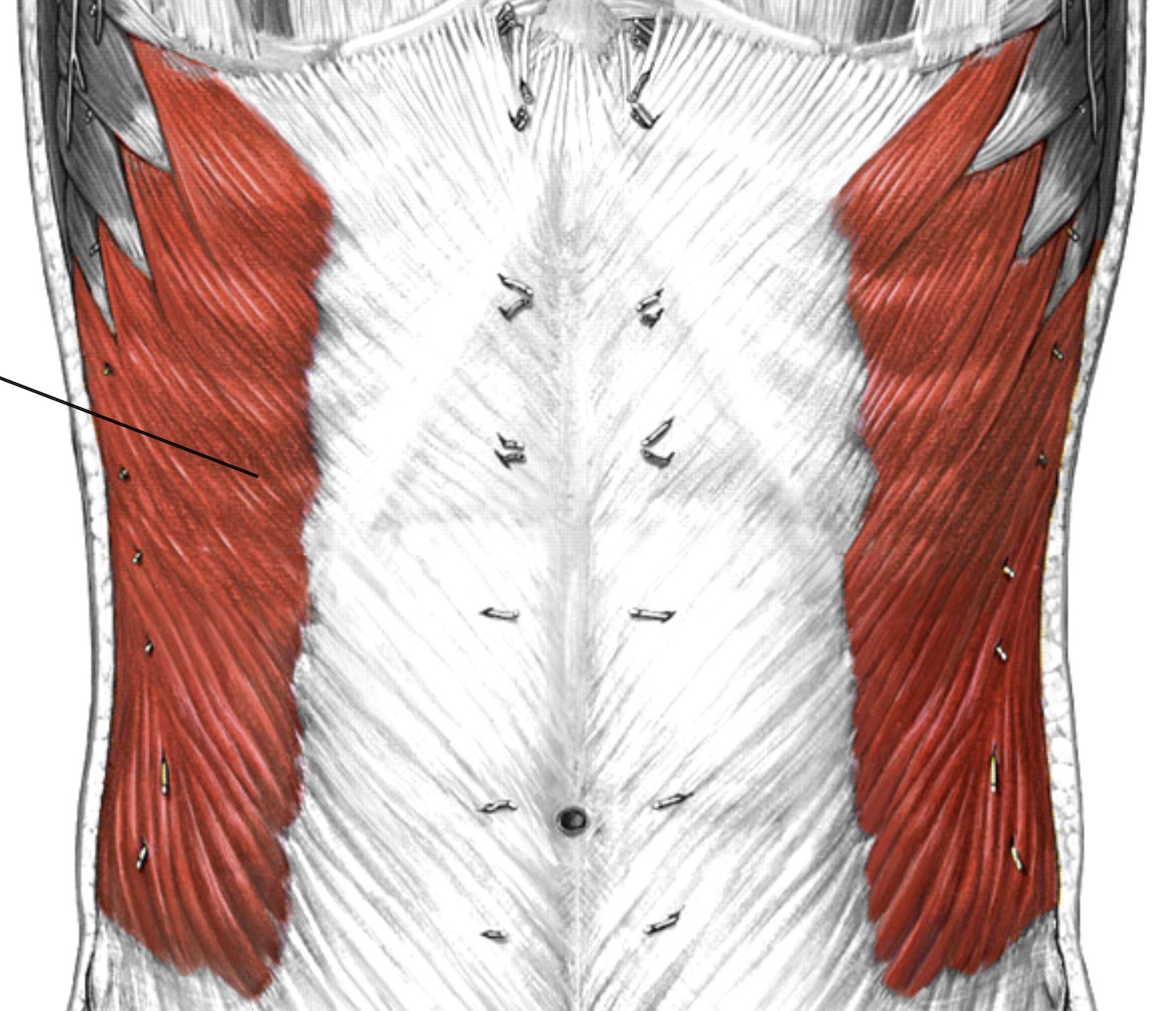 <p>Which muscle of the abdomen is:</p><ul><li><p>Points up, superficial to internal oblique</p></li><li><p>Action: flex spine, lat flex, opp rotation</p></li><li><p>Nerve: <span style="color: yellow;">T7-T12</span> nerve roots</p></li></ul><p></p>