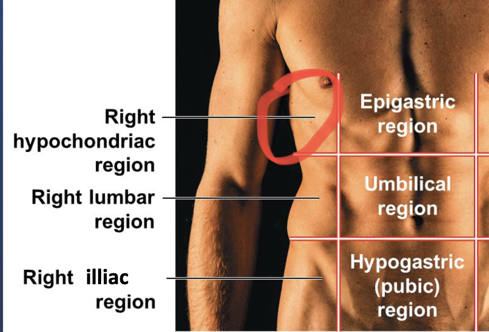 <p>“their” right of the epigastric region</p>