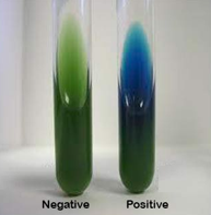 <p><mark data-color="yellow">Media variations - citrate</mark></p><p>Can you label, describe and explain what this diagram is/shows?</p>