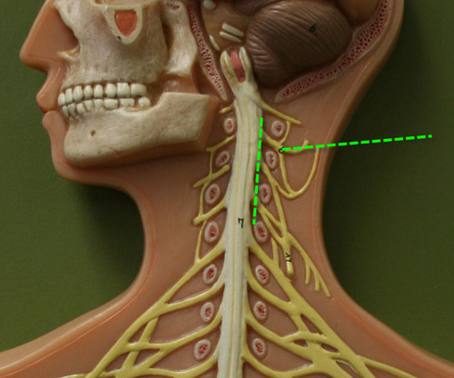 <p>innervate the neck and sections of the head, chest, and shoulders and the diaphragm</p>