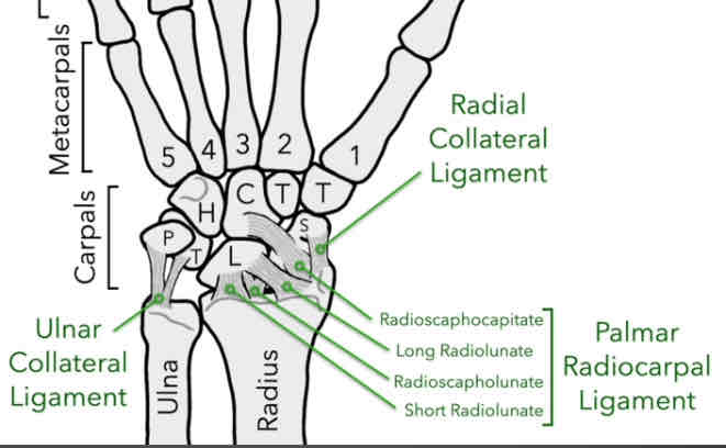 <p>Series of 4 ligaments; makes up PRL (anterior):</p><ol><li><p>Radioscaphocapitate</p></li><li><p>Radioscapholunate</p></li><li><p>Long Radiolunate</p></li><li><p>Short Radiolunate</p></li></ol><p>*prevents the hand from over-extension</p>