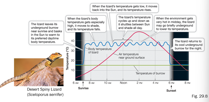 <p>Main challenges include: lack of water and high temperatures)</p><p>Small mammals (ex. kangaroo rats) are mostly nocturnal & stay in burrows during the day.</p><p>Ex. Lizards use burrows & small patches of shade or stay close to ground surface.</p>
