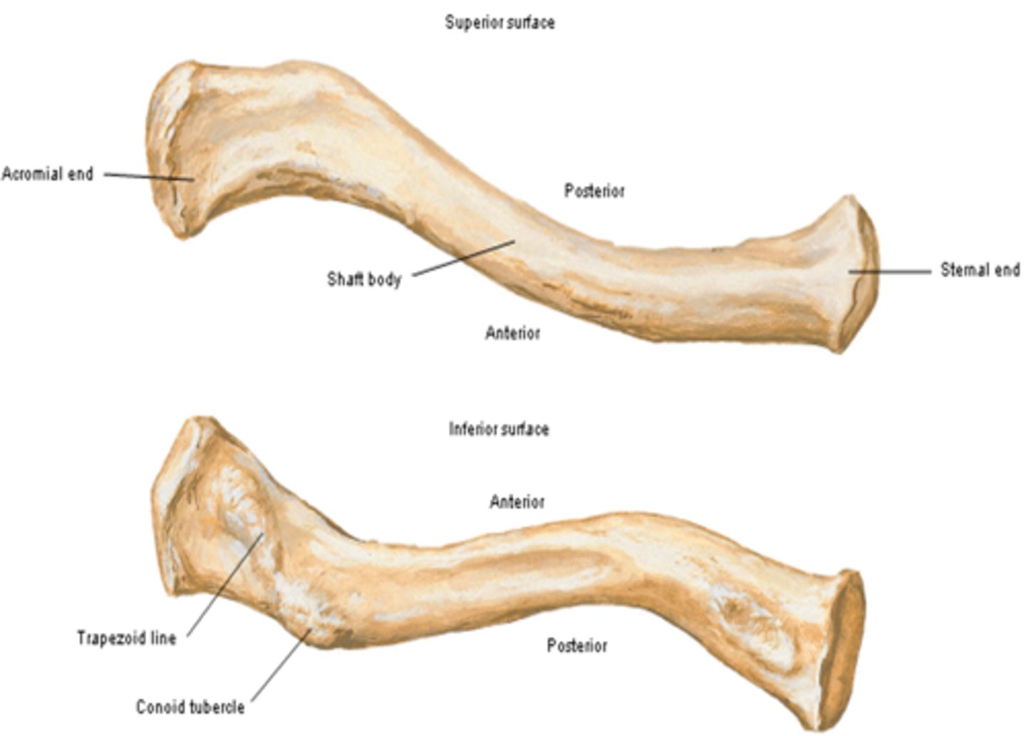 <p>near acromial end of clavicle, support for the medial part of the coracoclavicular ligament</p>