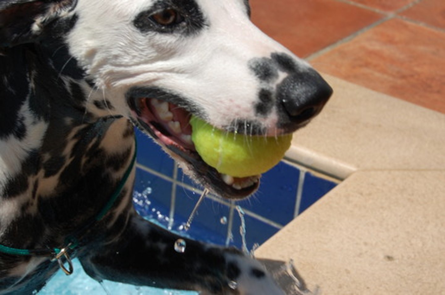 <p>tresować (psa/kota)</p>