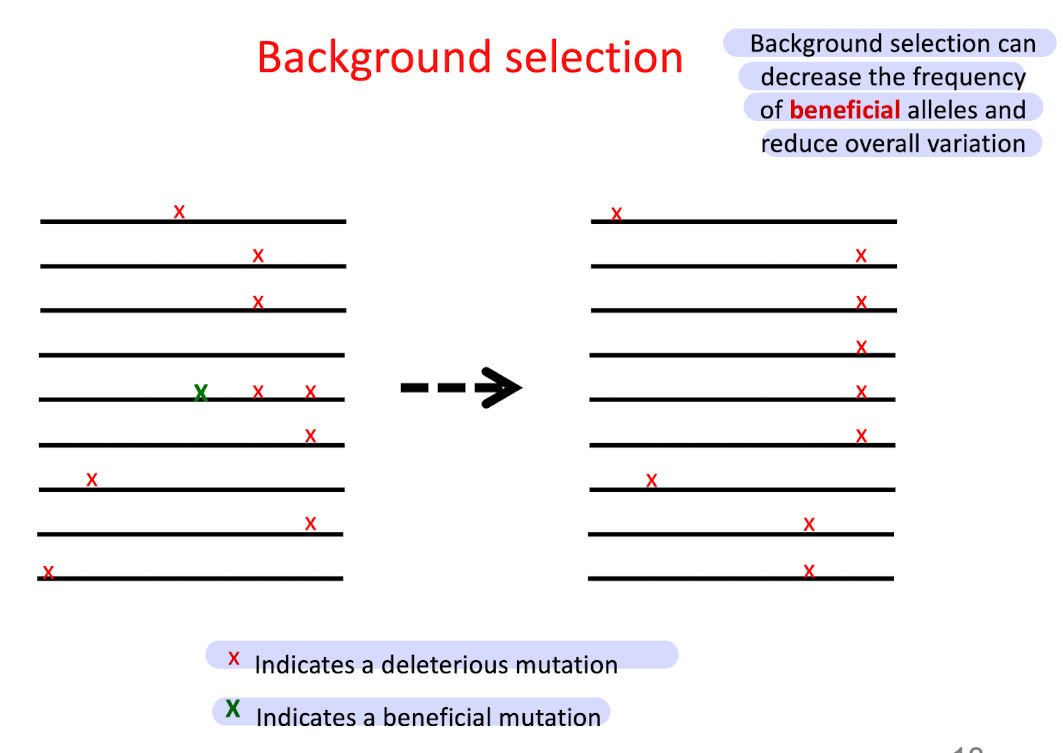 <p>Some beneficial mutations are removed from a population b/c they are linked to deleterious mutations </p>