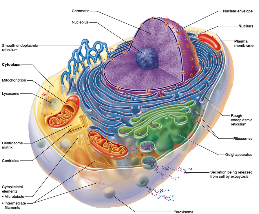 <p><span>All cells have some common structures and functions</span></p><p><span>Human cells have three basic parts:</span></p><p><span>1. Plasma membrane: flexible outer boundary</span></p><p><span>2. Cytoplasm: intracellular fluid containing organelles</span></p><p><span>3. Nucleus: DNA containing control center</span></p>