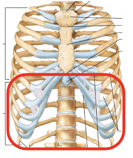 <p>Name this part of the thoracic cage</p>