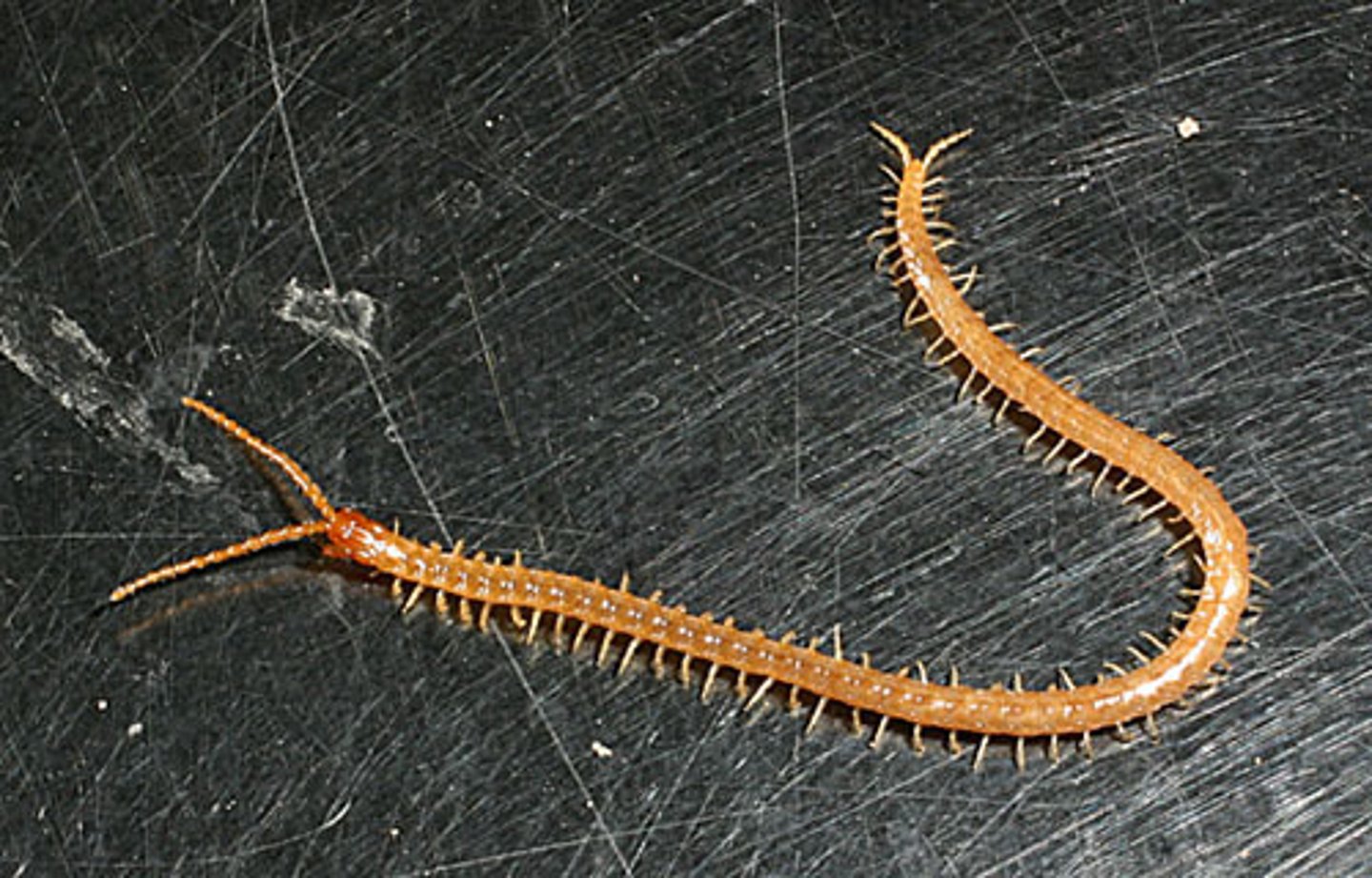 <p>duizendpoten</p>