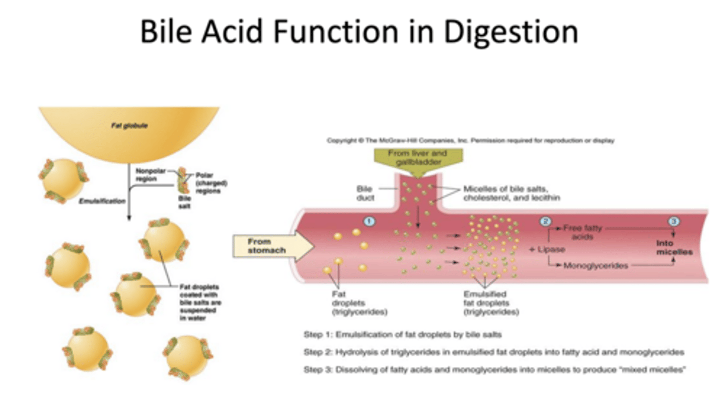 <p>bile salts</p>