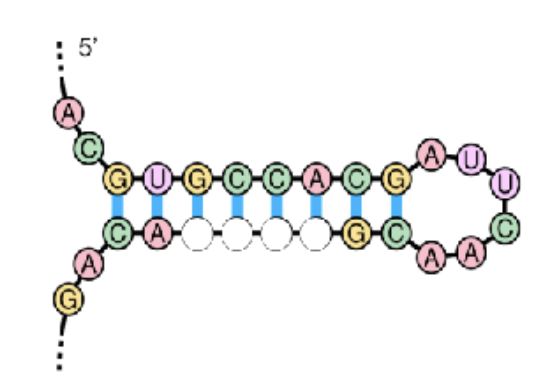 <p><span><span>The molecule below shows the stem-loop structure for an RNA<br>molecule. Fill in the complementary bases to complete the stem.<br>A. 5’- UGGC-3’<br>B. 3’- CGGU-5’<br>C. 5’- UGCC-3’<br>D. 3’- GUCU-5’<br>E. None of the above</span></span></p>