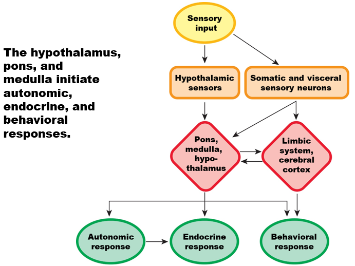 <p>The hypothalamus, pons, and medulla initiate:</p><ul><li><p>autonomic</p></li><li><p>endocrine</p></li><li><p>behavioral responses. </p></li></ul><p></p>