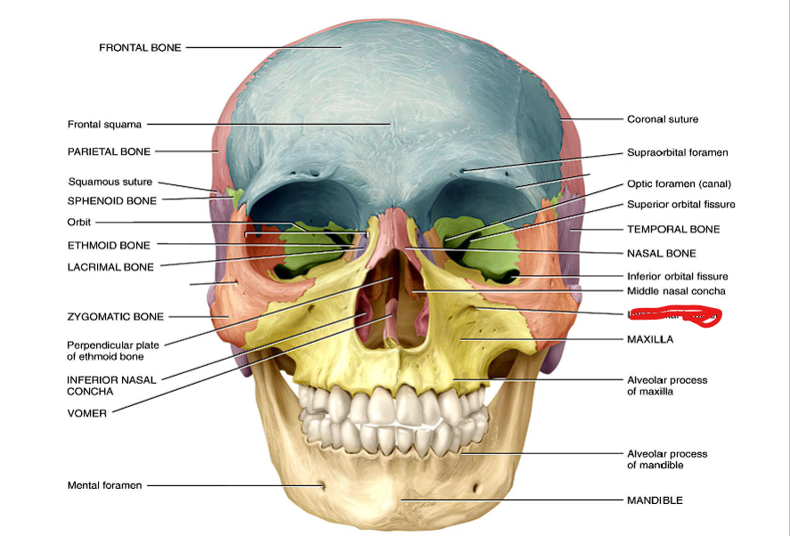 knowt flashcard image