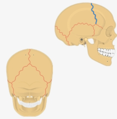 <p>What is the blue suture?</p>