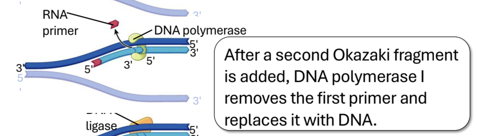 <p>Removes RNA primer and replaces it with DNA (Important for lagging strand). After the second okazaki fragment is added, polymerase 1 replaces the RNA primer with DNA.</p>