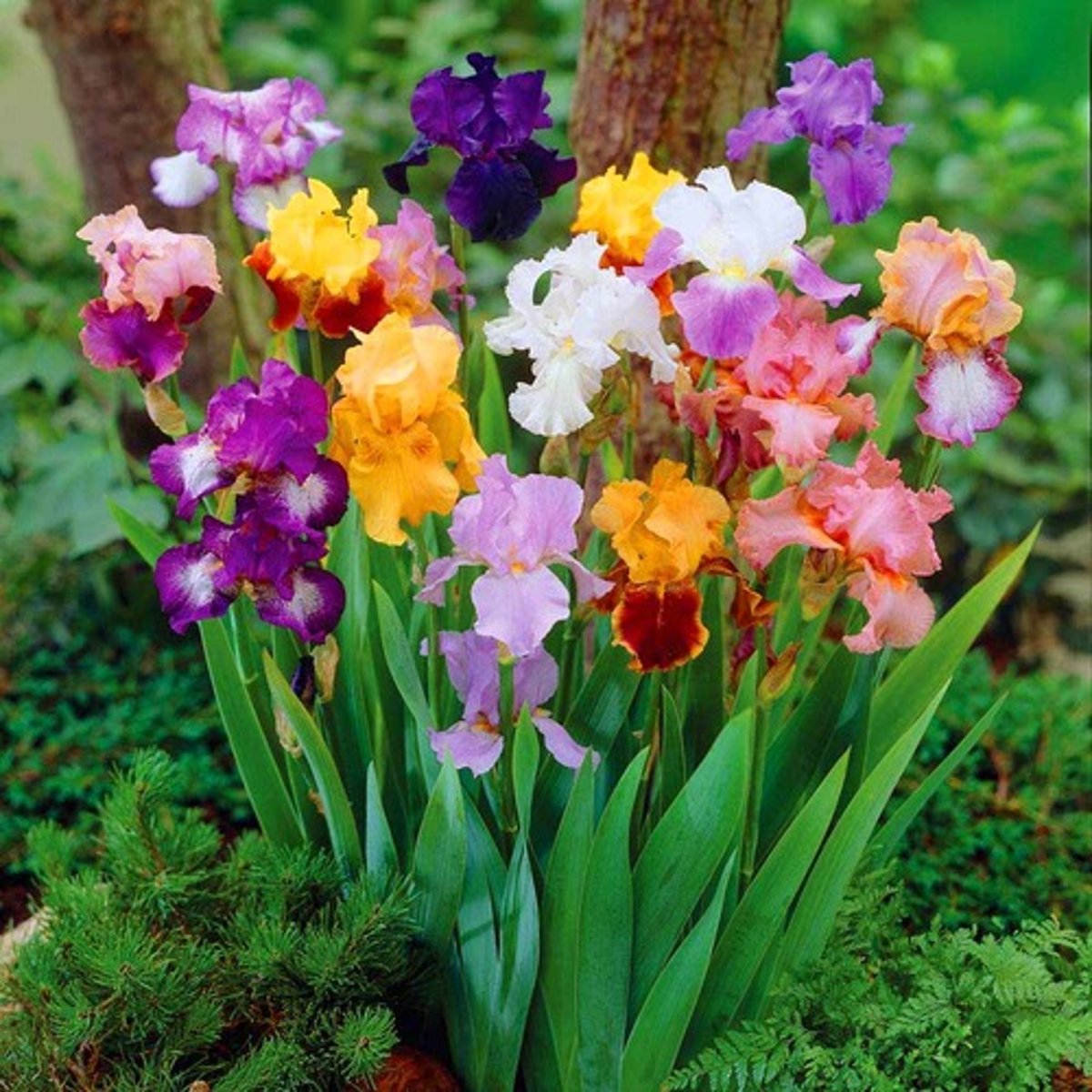 <p>bulb; fan like; creeps; super thick; width on sword is widest of all irises;</p><p>leaves: "scales" rub off; almost gray</p><p>bloom: insect landing pad; every color but only for bearded</p>