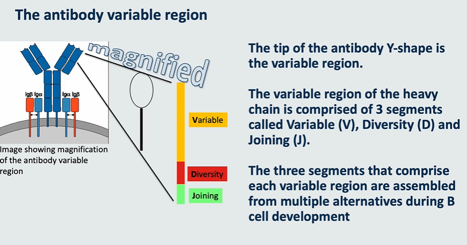 <p><mark data-color="#e0ffd8" style="background-color: rgb(224, 255, 216); color: inherit;">the tip of the antibody Y shape is the variable region </mark></p><p><mark data-color="#e0ffd8" style="background-color: rgb(224, 255, 216); color: inherit;">the variable region consists of → variable, diiversity and joining </mark></p>