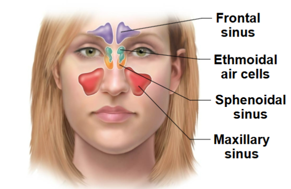<p>Four skull bones (maxillary, sphenoid, ethmoid, frontal) contain sinuses (mucosa-lined air cavities)</p><p>They lighten the skull and act as resonance chambers for speech</p>