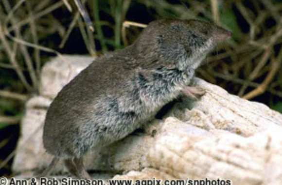 <p>North American least shrew</p>