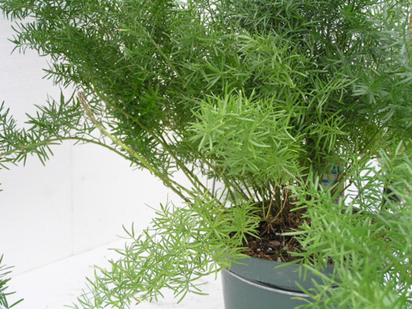 <p>Sprenger Asparagus</p>