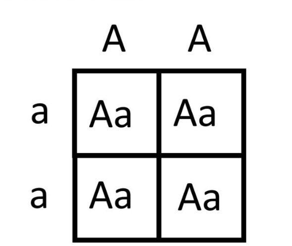 Crossing the purebred (breeding true) parents leads to all offspring being heterozygous. Due to what you've learned about Mendel's genetics and complete dominance, the purple trait will prevail, as the big A (dominant allele) will take over the little a in this case.