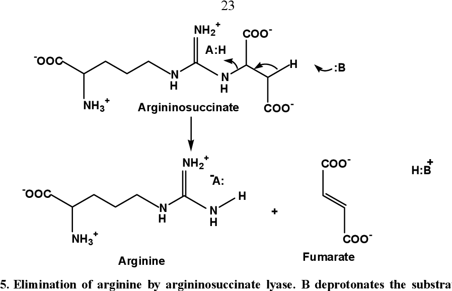 <p>breakdown of argininosuccinate into arginine and fumarate using argininosuccinate lyase</p><p></p><p>fumarate can be converted to oxaloacetate or ASP and enter TCA</p>