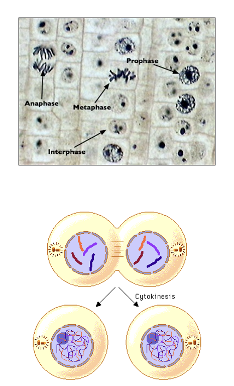 <ol><li><p><mark data-color="purple" style="background-color: purple; color: inherit">mitosis</mark> — aka <mark data-color="purple" style="background-color: purple; color: inherit">karyokinesis</mark>; <mark data-color="purple" style="background-color: purple; color: inherit">nuclear division</mark></p></li><li><p><mark data-color="green" style="background-color: green; color: inherit">cytokinesis</mark> — <mark data-color="green" style="background-color: green; color: inherit">cytoplasmic components</mark> physically <mark data-color="green" style="background-color: green; color: inherit">separate</mark> into <strong>2 daughter cells</strong></p></li></ol><p></p>