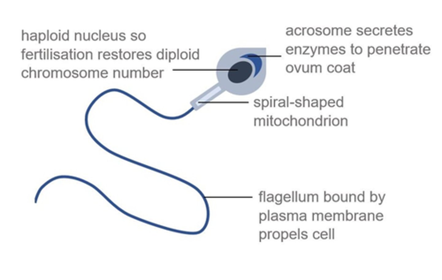 <p>Specialised to fertilise an ovum during sexual reproduction in mammals.</p>