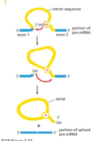 <ol><li><p>Branch point A attacks the 5’ splice site</p></li><li><p>3’ end of one exon connects with 5’ end of the other</p></li><li><p>exon junction complex added (like glue)</p></li></ol><p></p>