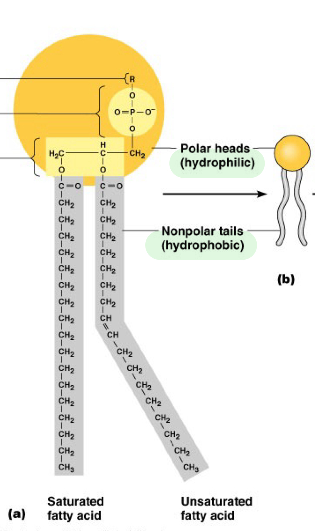 <p>Hydrophobic tail _ water</p>