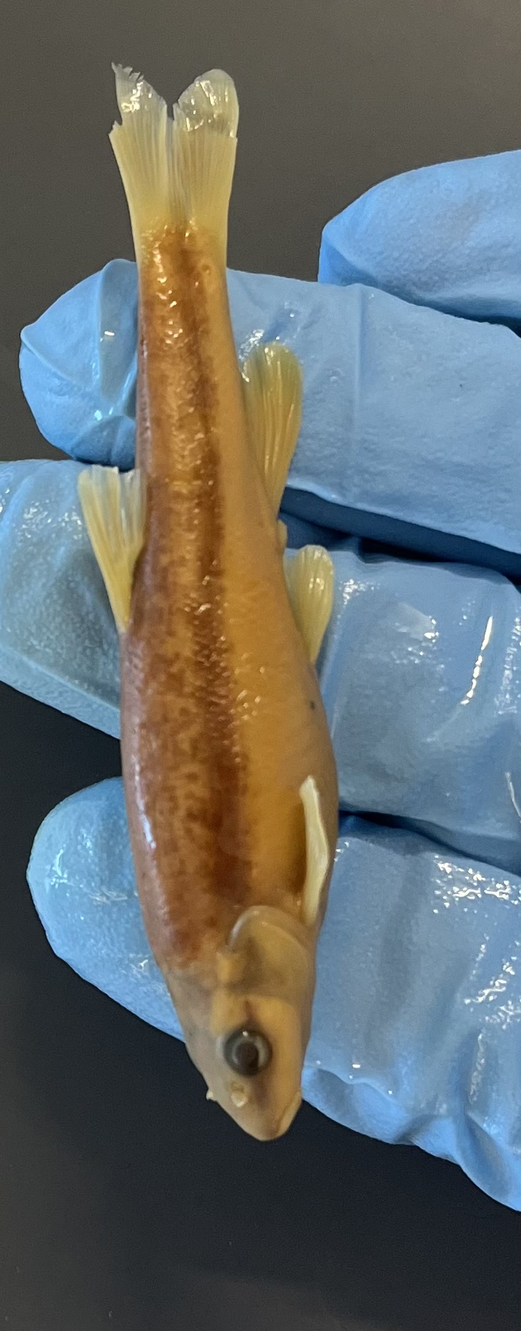 <p>Solid lateral line that wraps around the nose</p>
