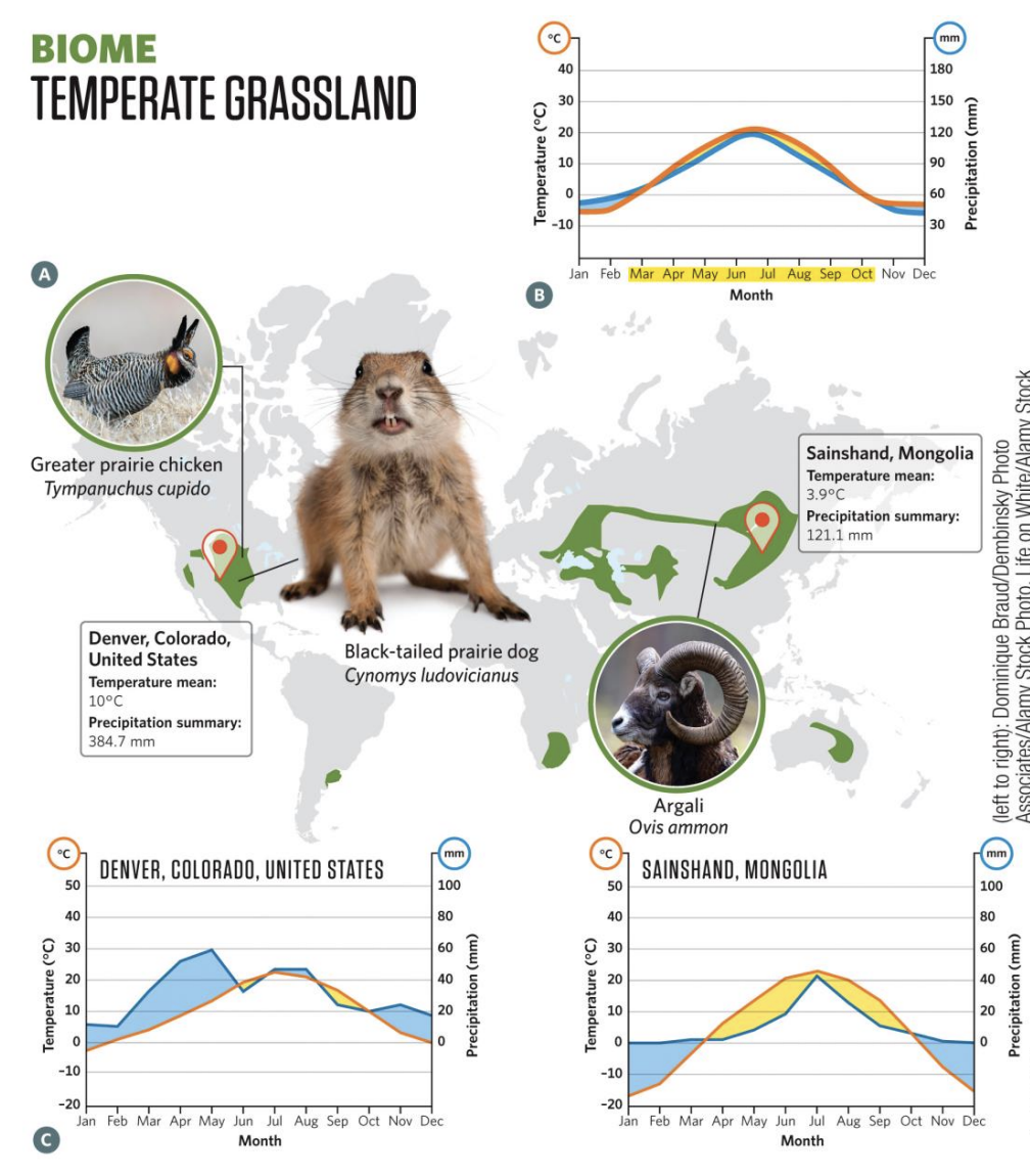 <ul><li><p><strong>Location &amp; Climate:</strong> Found at 30°–55° latitude, mainly in continental interiors. Cold winters, hot summers, and 300–1,000 mm of annual rainfall, mostly in summer. Frequent lightning and fires maintain grass dominance.</p></li><li><p><strong>Vegetation &amp; Soils:</strong> Dominated by annual or perennial grasses, some very tall (e.g., big bluestem, switchgrass). Annual dieback creates rich organic soils that are fertile and ideal for agriculture (“world’s breadbaskets”).</p></li><li><p><strong>Adaptations &amp; Ecology:</strong> Grasses regrow quickly after grazing or fire; seasonal growth peaks in spring and declines in autumn.</p></li><li><p><strong>Biodiversity:</strong> Home to large grazing mammals (bison, antelope, pampas deer, yaks, kangaroos) and many burrowing/ground-nesting animals.</p></li></ul><p></p>