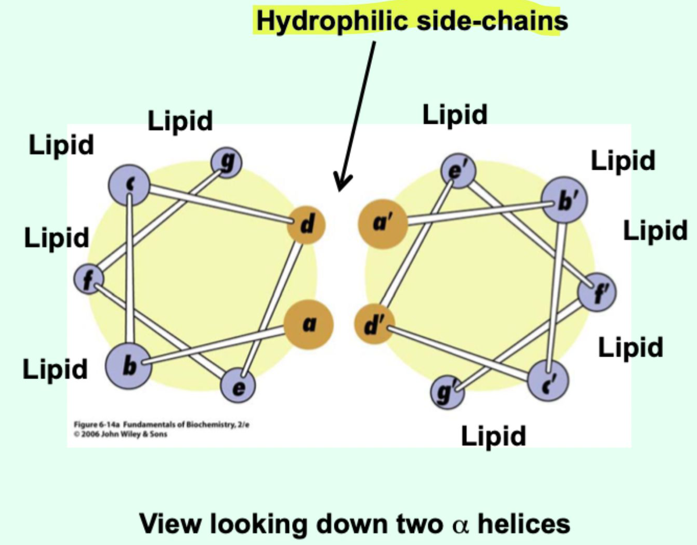 <p><strong>Non-polar </strong>face interacts with <strong>lipid</strong></p><p><strong>Polar</strong> face interacts with <strong>other protein regions</strong></p>
