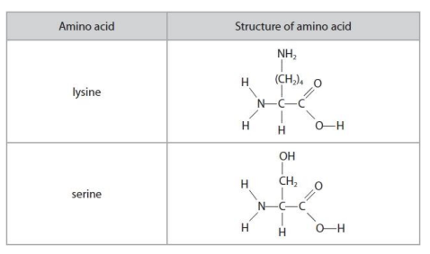 <p>- lysine requires twice the volume of HCl </p><p>- since lysine has 2 amine group whereas serine only has one</p>