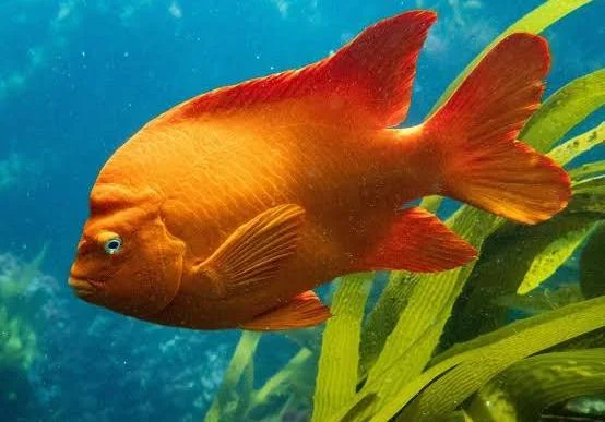 <p>What is the description of the dorsal fins?</p>