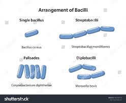 <p>single, streptobacilli, palisades, diplobacilli</p>