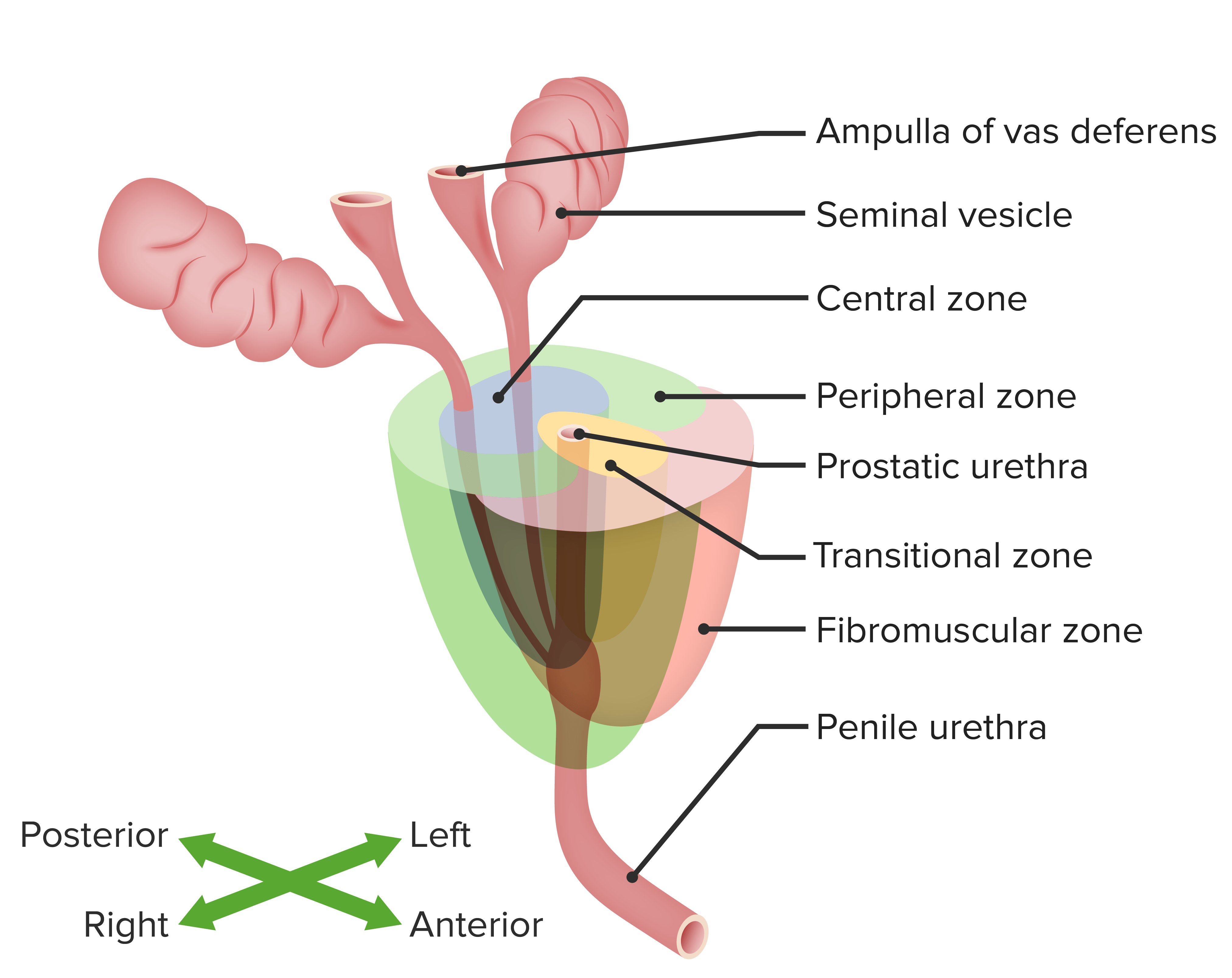 la anatomia ___________ de la prostata incluye

\- zona transicional

\- zona central

\- zona periferal

\- zona fibromuscular